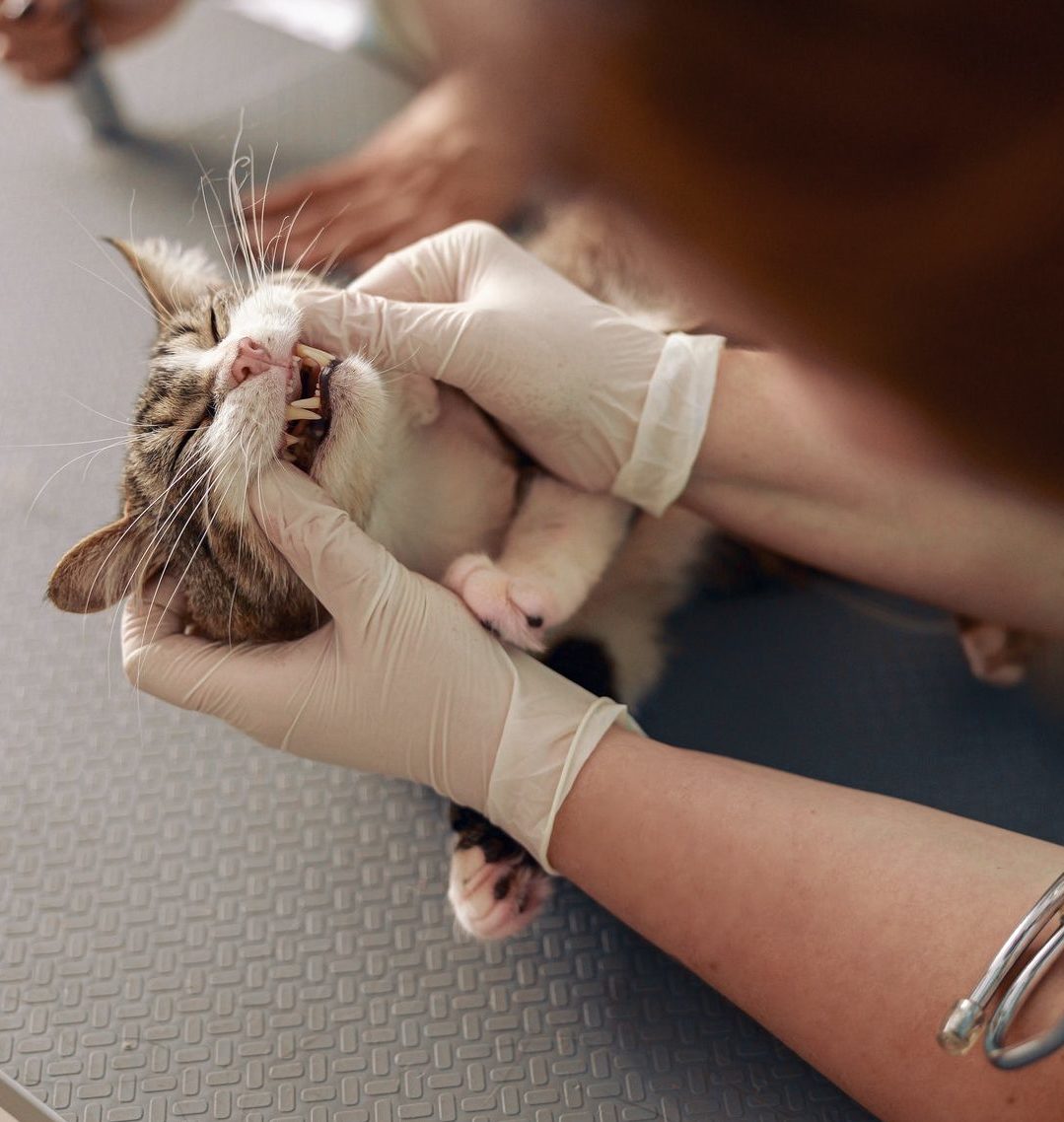 Veterinarian examines teeth of cute cat at table in modern hospital
